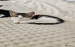 Mixed Breed cats for sale: Beautiful friendly kitties 💖 ready for homes 💕 - Image 28