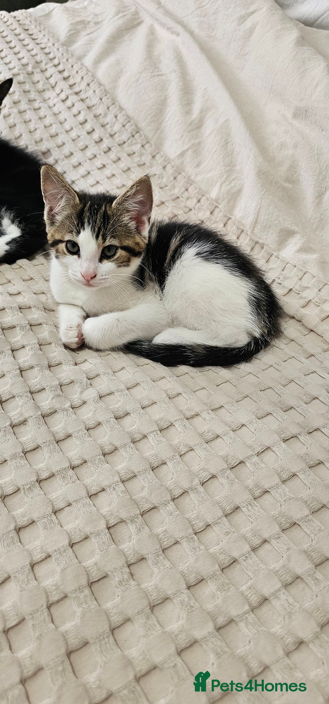Mixed Breed cats for sale: Beautiful friendly kitties 💖 ready for homes 💕 - Image 28