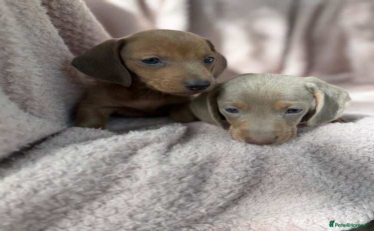 Miniature Dachshund dogs - Advert 11