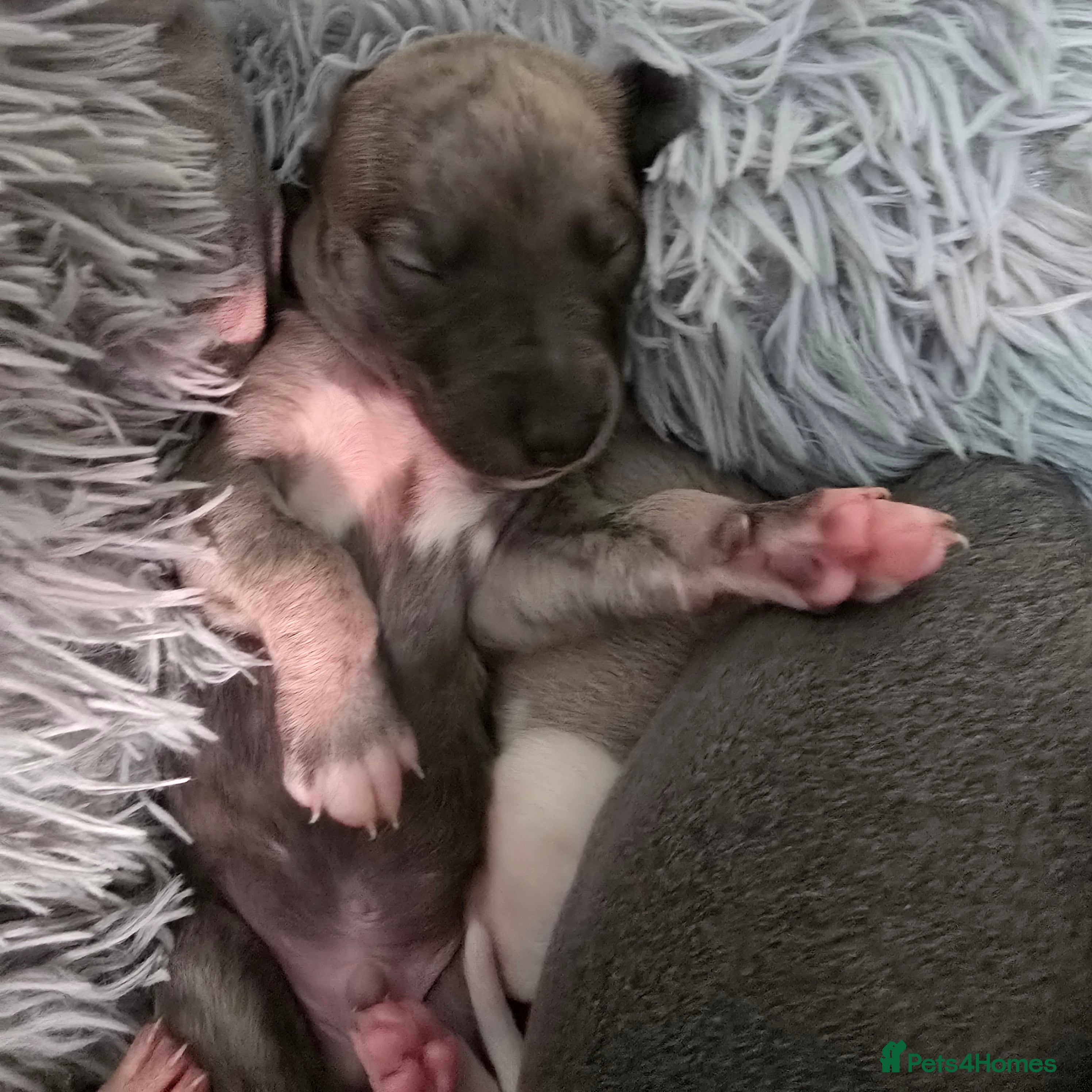 Whippet dogs Beautiful kc puppies not ready for 6 weeks  - Advert 2