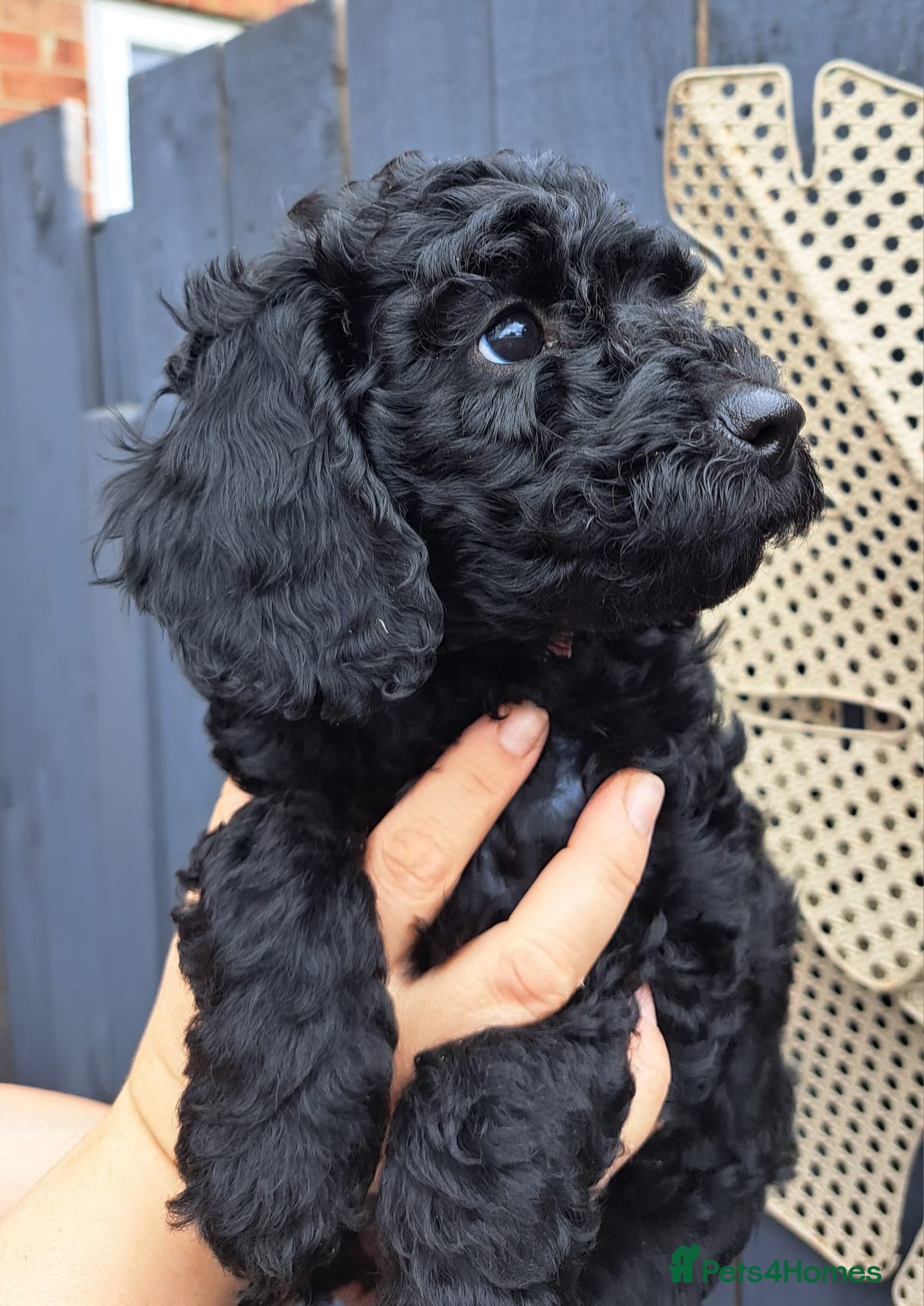 Cockapoo dogs Ready now Cockapoo pups  - Advert 18