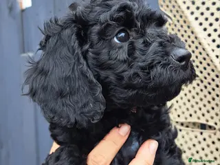 Cockapoo dogs Ready now Cockapoo pups - Advert 1