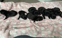 Pug dogs for sale: Beautiful kc Black pug pups - Image 1
