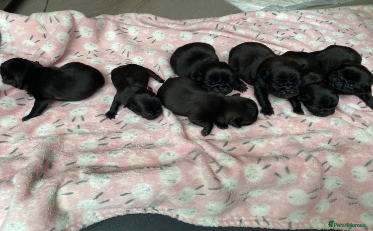 Pug dogs - Advert 1