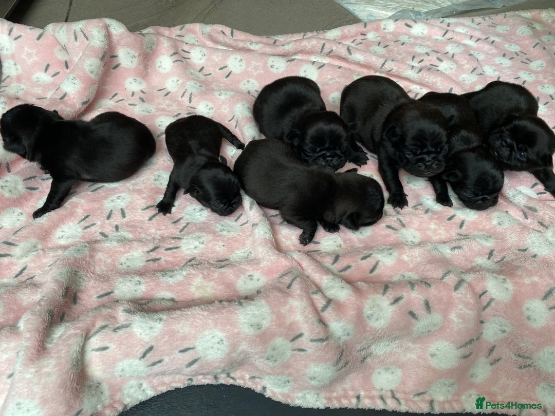 Pug dogs for sale: Beautiful kc Black pug pups - Image 1
