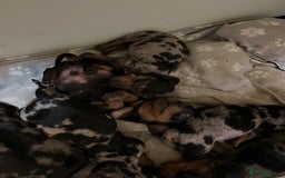 Miniature Dachshund dogs for sale: Miniature Dachshund KC ready now  - Image 30