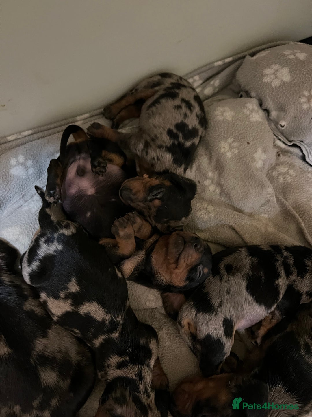 Miniature Dachshund dogs for sale: Miniature Dachshund KC ready now  - Image 30