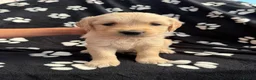 Golden Retriever dogs for sale: Kennel Club Health Tested Golden Retriever Puppies - Advert 14