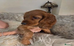 Cocker Spaniel dogs for sale: Beautiful and sweet puppy😊 - Image 40