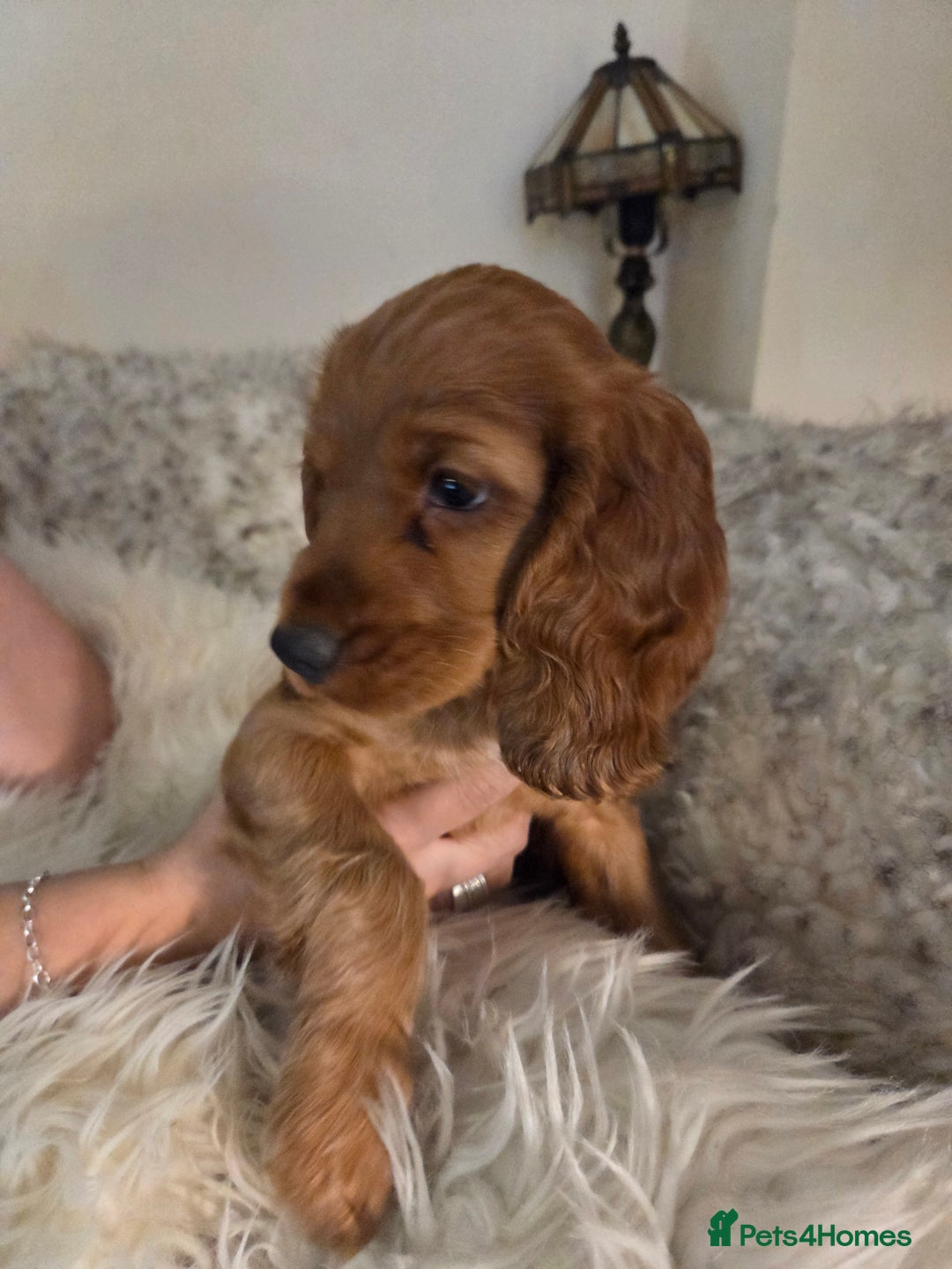 Cocker Spaniel dogs for sale: Beautiful and sweet puppy😊 - Image 40