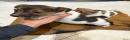 Jack Russell dogs for sale: Traditional Jack Russell Puppies - Advert 4