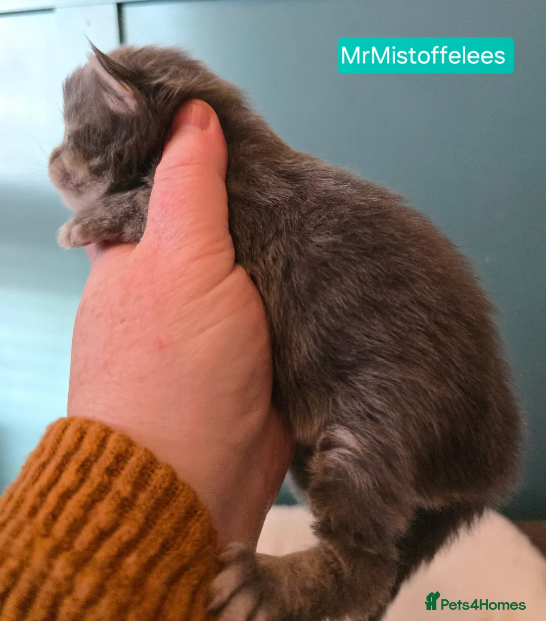 Maine Coon cats for stud: Maine Coon Large Red Tabby over 10kg in Hull - Advert 32