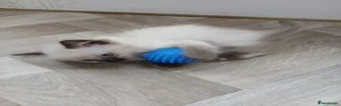 Ragdoll 4