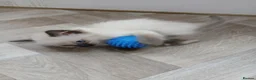 Ragdoll cats for sale: Stunning Ragdoll Kittens 😺 in Perth - Advert 3
