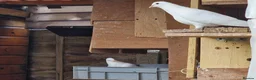 Pigeons birds for sale: White Tumbler baby pigeon for sale - Advert 11