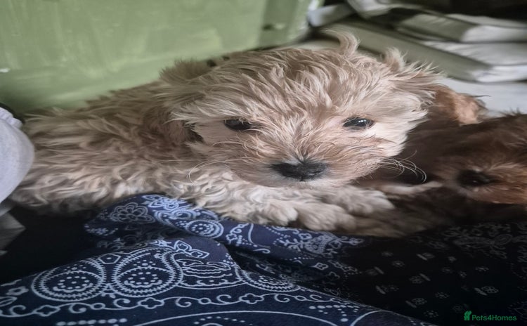 Maltipoo dogs - Advert 6