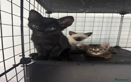 Bengal cats for sale: 1 (Left) Beautiful Bengal x Siamese kittens  in Sudbury - Image 2