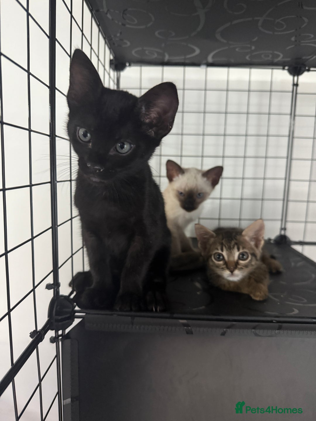 Bengal cats for sale: 1 (Left) Beautiful Bengal x Siamese kittens  in Sudbury - Image 2