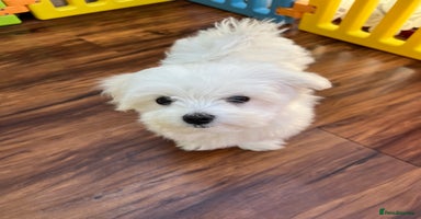 Maltese dogs - Advert 10