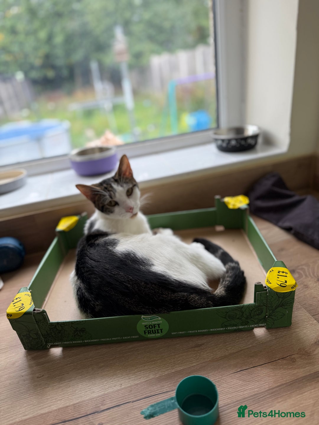 Mixed Breed cats for sale: Male and Female Cat - Image 2