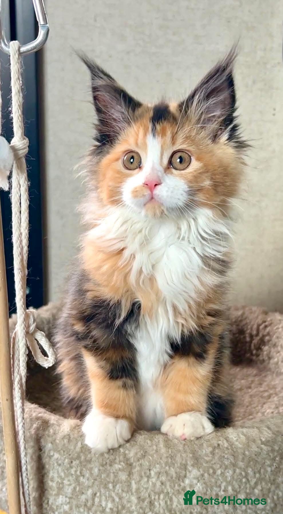 Maine Coon cats BEAUTIFUL MC KITTENS .  - Advert 2