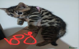 Mixed Breed cats for sale: Beutyful bengal babies wisbech 🐈😻 - Advert 28