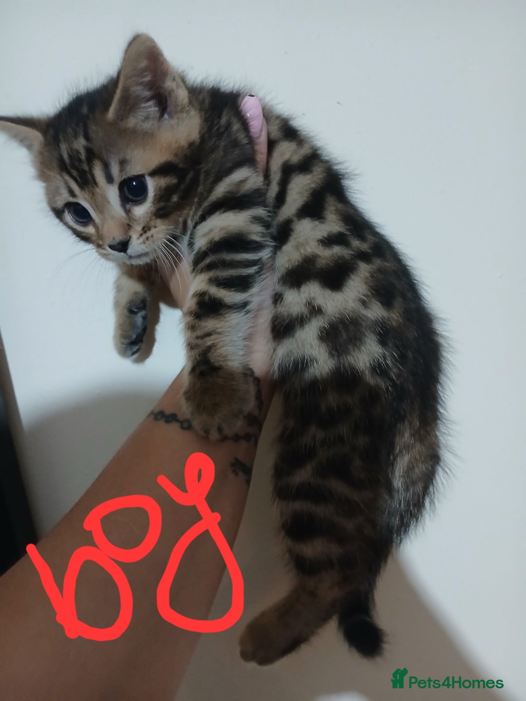 Mixed Breed cats for sale: Beutyful bengal babies wisbech 🐈😻 - Advert 28