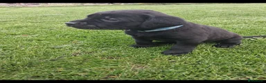 Labrador Retriever 1
