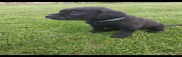 Labrador Retriever dogs for sale: LABRADOR PUPS. KC REG & COUNCIL LICENSED. 0%ROI - Advert 6