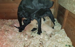 Labrador Retriever dogs for sale: LABRADOR PUPPIES  - NOT KC REGISTERED - Image 2