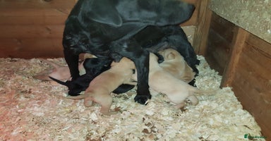 Labrador Retriever dogs - Advert 10