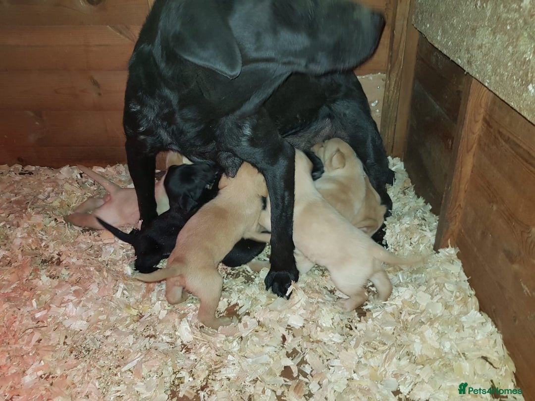 Labrador Retriever dogs for sale: LABRADOR PUPPIES  - NOT KC REGISTERED - Image 2