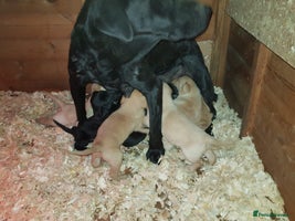 Labrador Retriever dogs - Advert 3