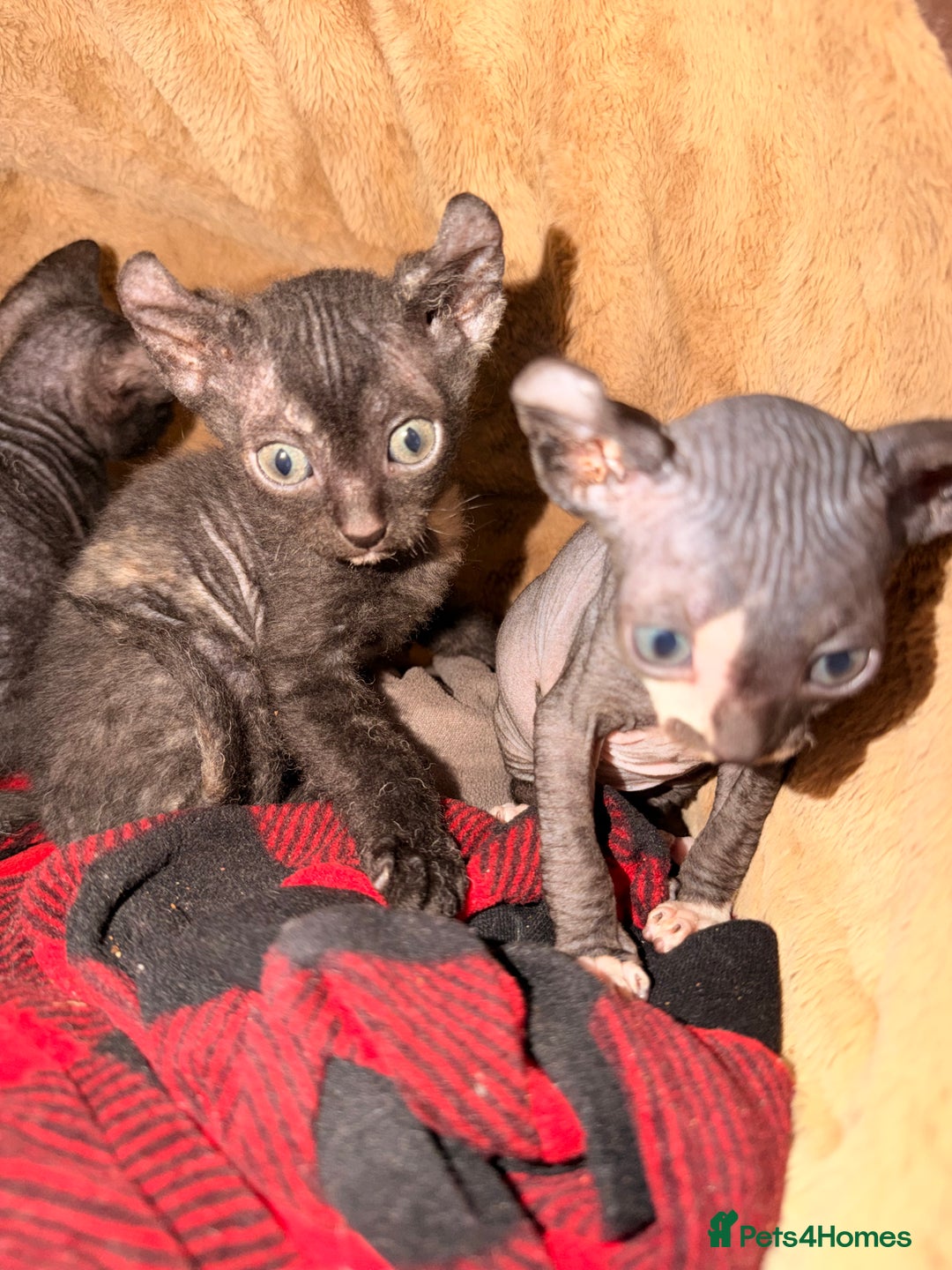 Sphynx cats for sale: Beautiful Sphynx and Elf kittens 🐾🩵🩷 - Advert 12