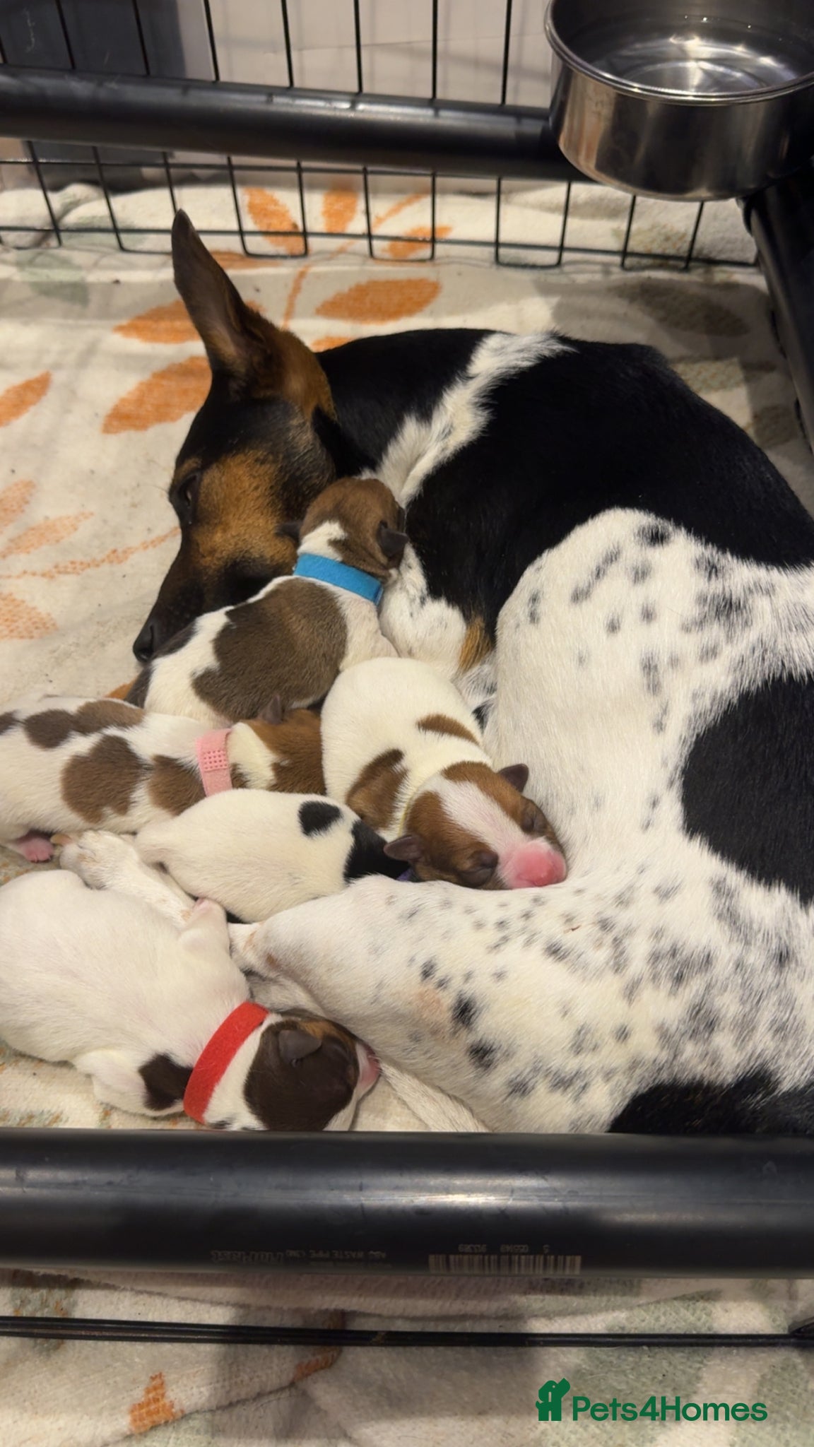 Jack Russell dogs 5 Jack Russell Puppies for Sale - Advert 2