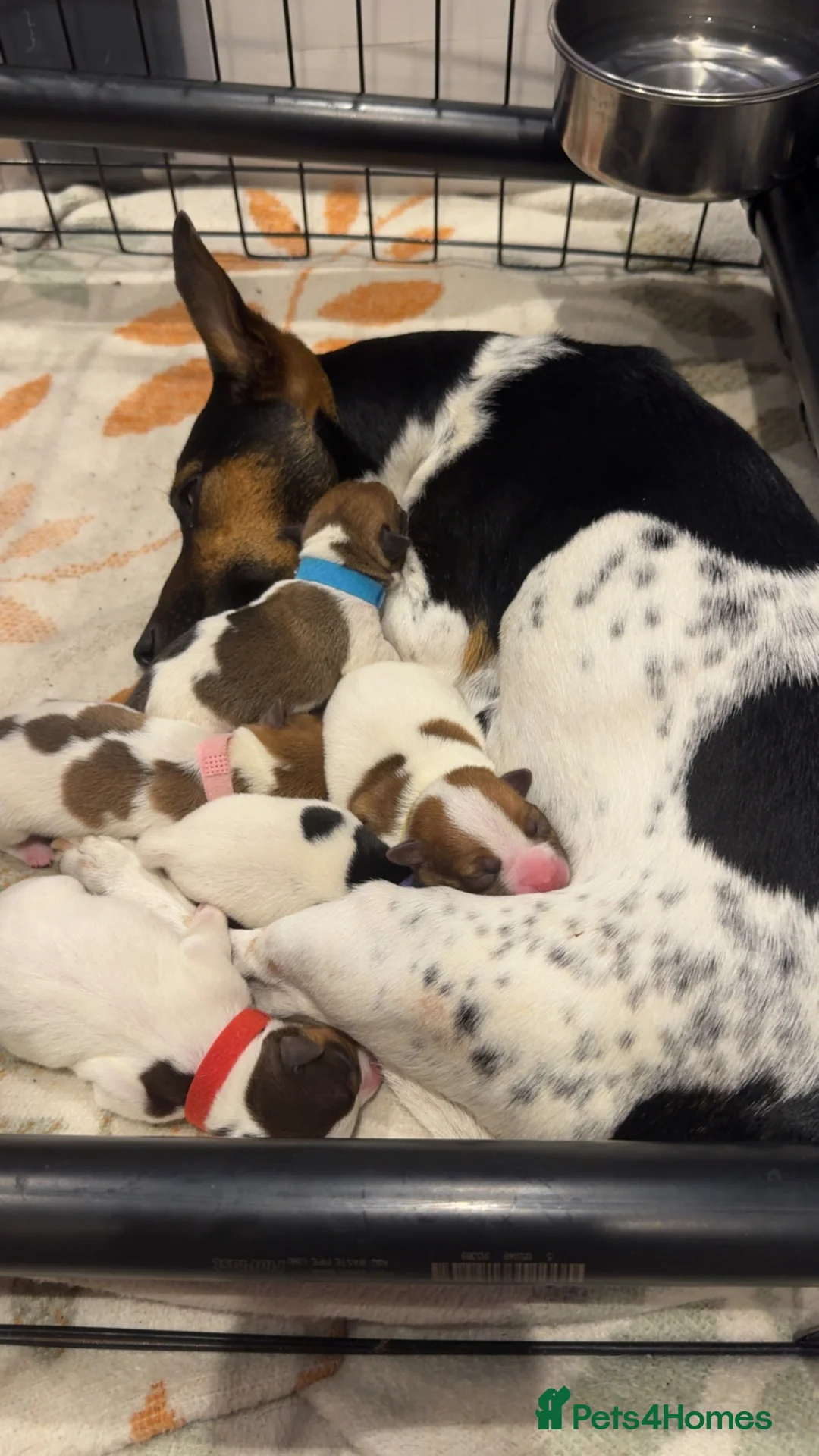 Jack Russell dogs for sale: 5 Jack Russell Puppies for Sale - Advert 2