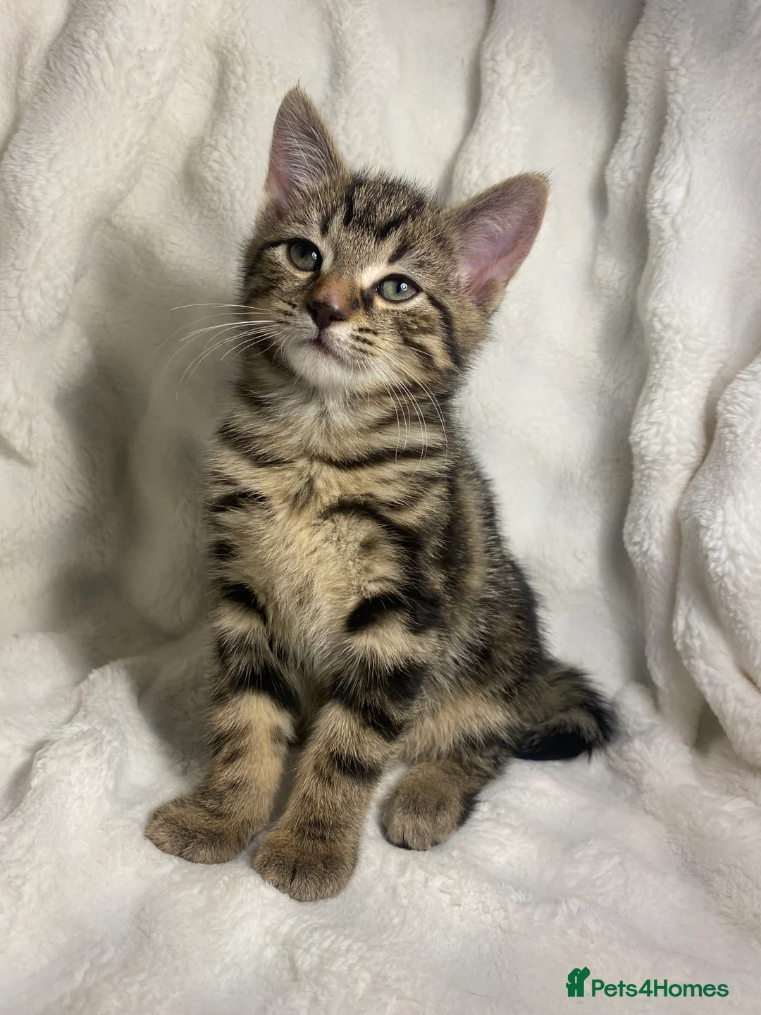 Mixed Breed cats for sale: 2 Adorable Kittens Awaiting Their Forever Home🏡 - Advert 4