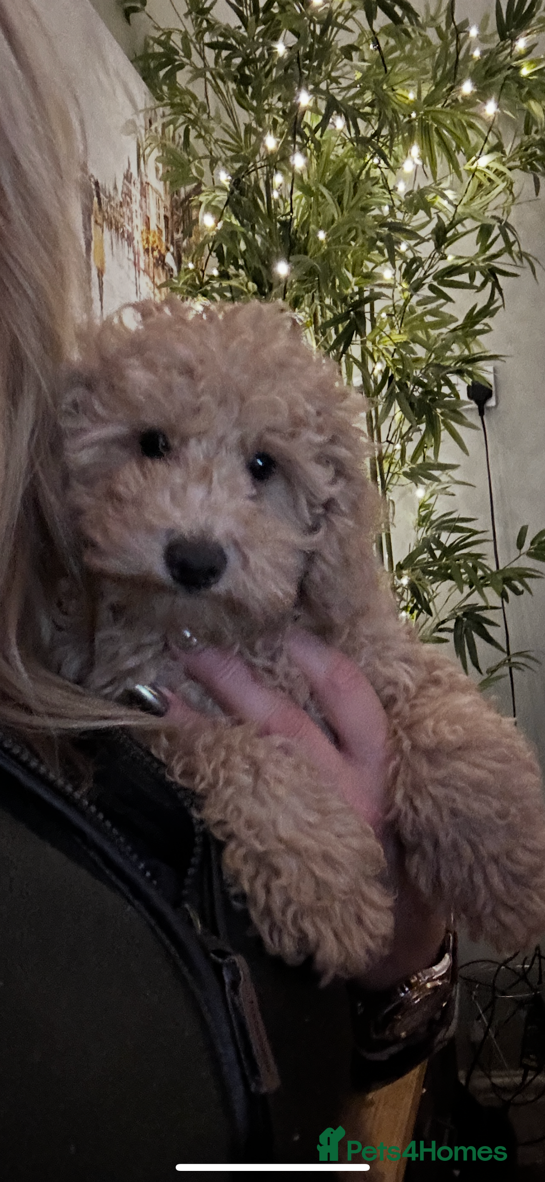 Mixed Breed dogs for sale: GORGEOUS TEDDY SMALL MINIATURE POODLE BOY  - Advert 4