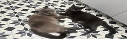 British Shorthair cats for sale: British Shorthairs - Advert 4