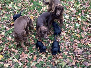 Cocker Spaniel dogs Working cocker spaniel puppies - Advert 1
