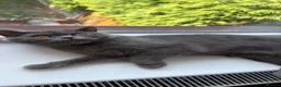 British Shorthair cats for sale: britsh short hair - Advert 3