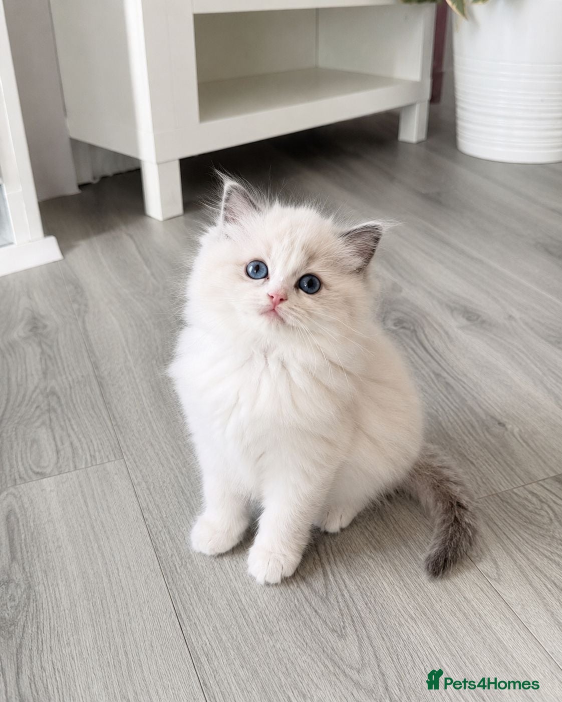 Ragdoll cats Stunning Pedigree Ragdoll Girls | Only 2 Left  - Advert 1