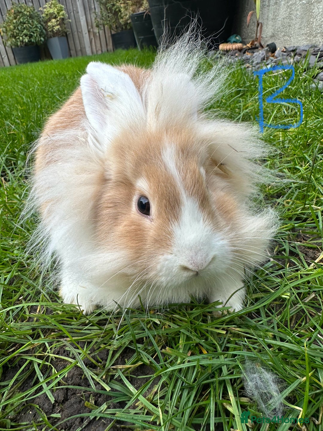 Lionhead rabbits for sale: Lionhead Rabbits For Sale  - Advert 13