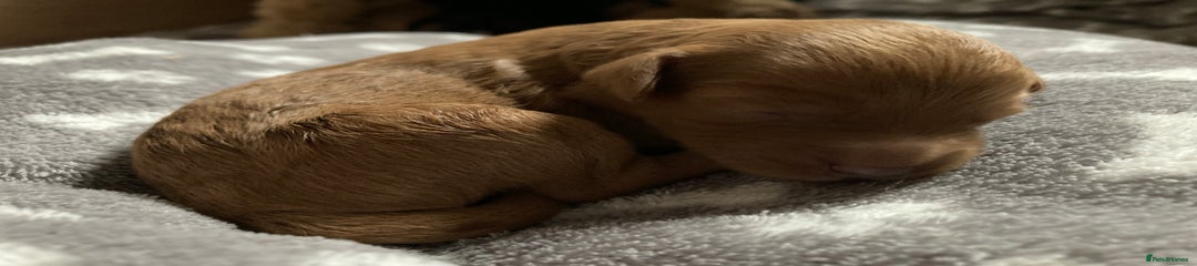 Goldendoodle Puppy 6