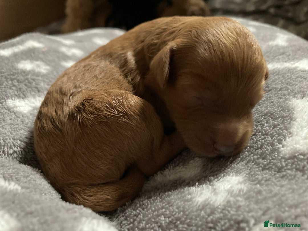 Goldendoodle dogs for sale: Miniature F1B Goldendoodle puppies - Image 5