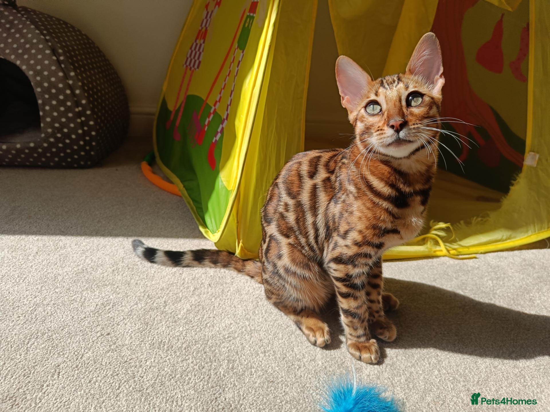 Bengal cats The last kitten: affectionate Bengal boy ❤️ - Advert 2