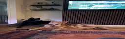 German Shepherd dogs for sale: RARE Isabella + Blue Alsatian  - Advert 3