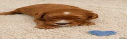 Cavapoo dogs for sale: Beautiful F1b Cavapoo’s 🧬 Health Tested Parents - Advert 10