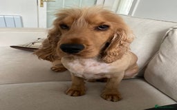 Cocker Spaniel dogs for stud: Golden Cocker Spaniel – Stud Dog Available 🐾 - Image 3