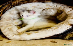 Ragdoll cats for sale: QUALITY GCCF RAGDOLLS KITTENS READY NOW  - Image 31